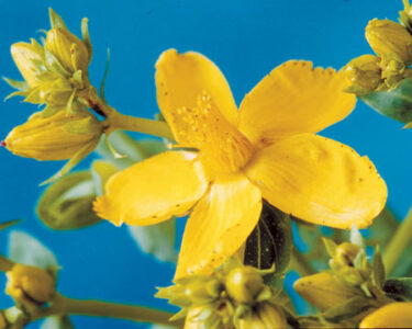 Natural Treatments For Depression Image